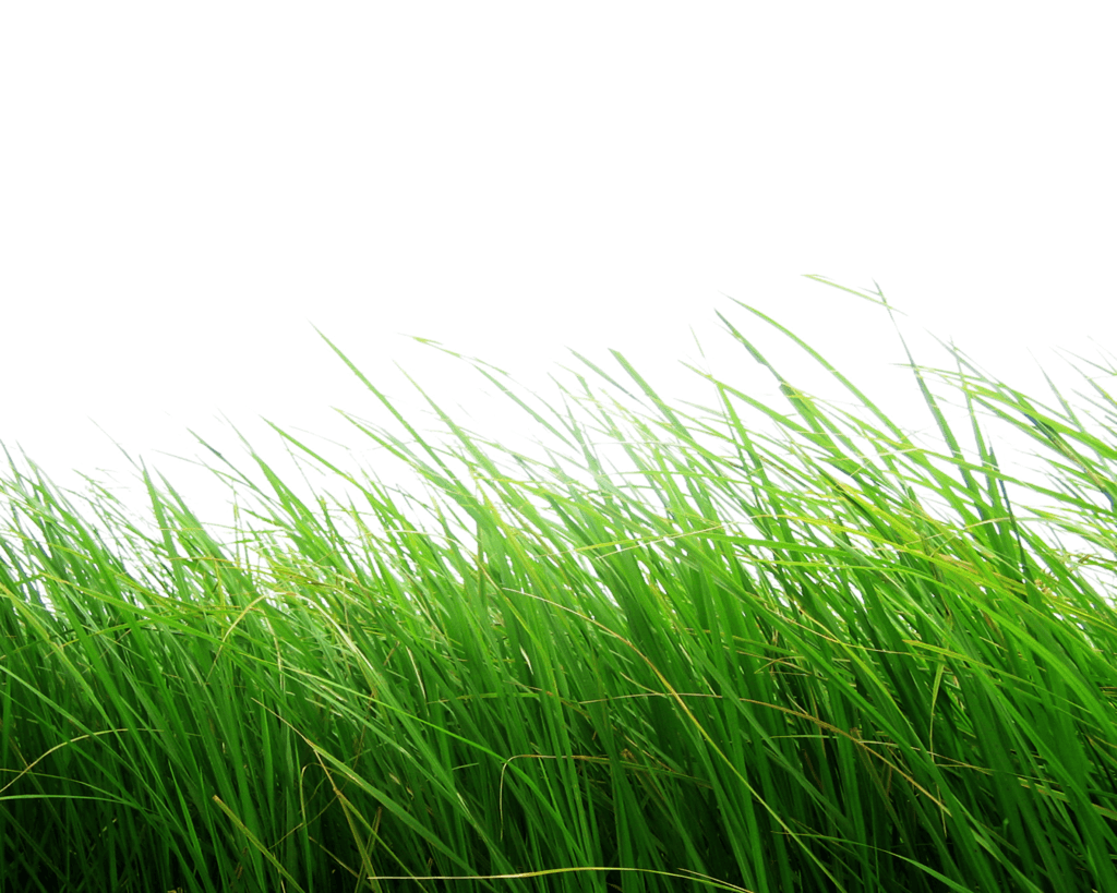 Grass Green Free Download PNG HQ PNG Image