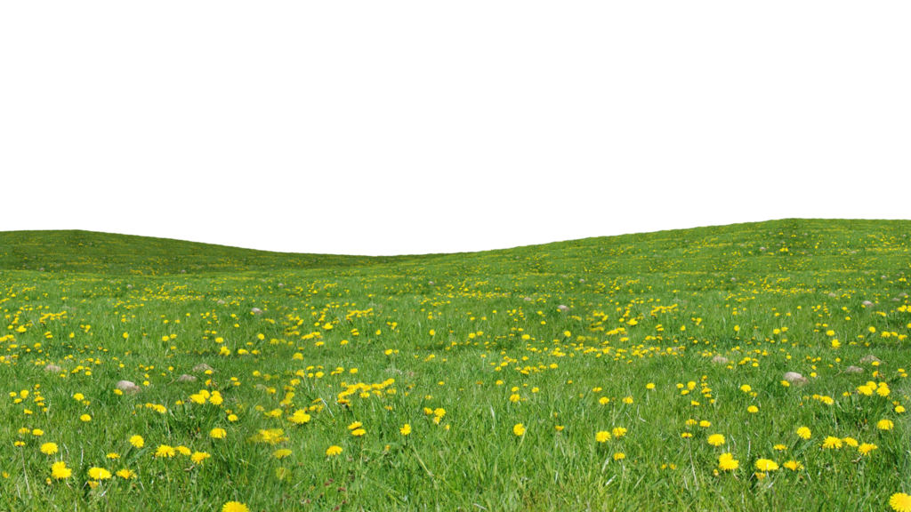 Grass Green Download Free Image PNG Image