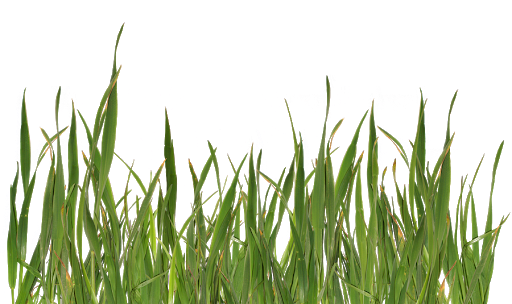 Grass Natural Free Download PNG HQ PNG Image