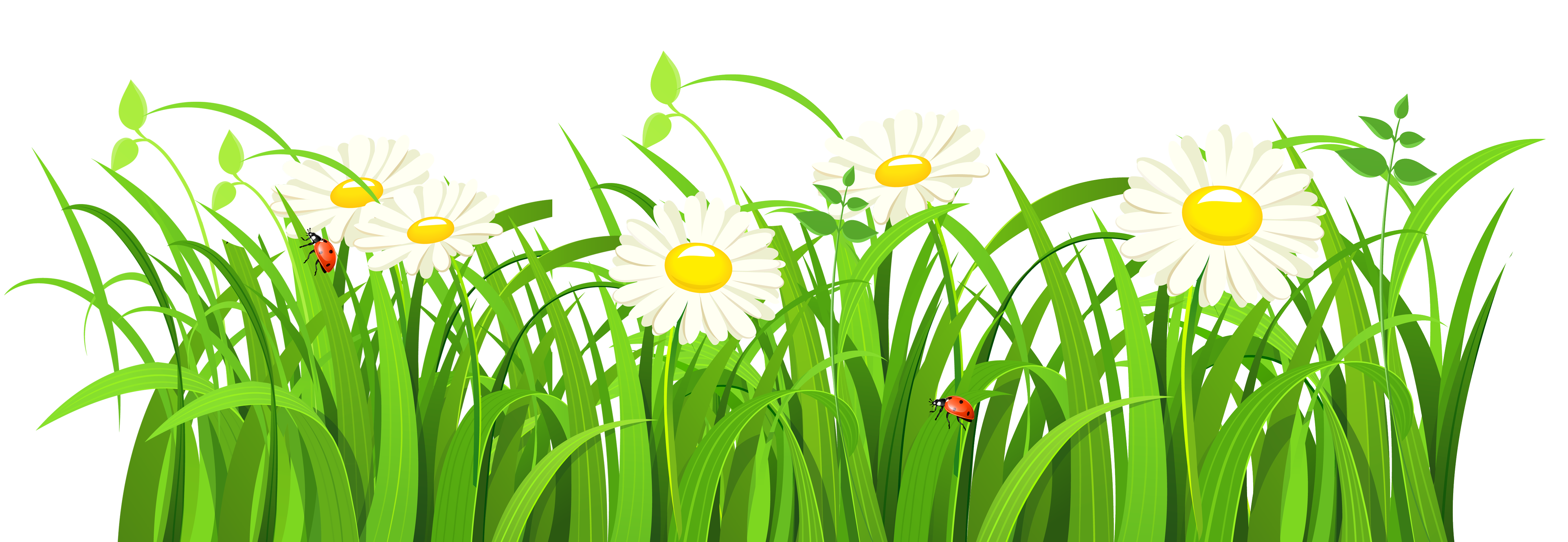 Vector Grass Natural Download HD PNG Image