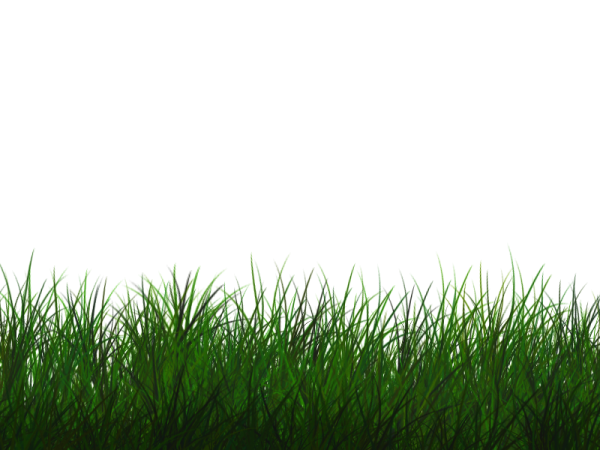 Vector Grass Natural Free Download PNG HD PNG Image