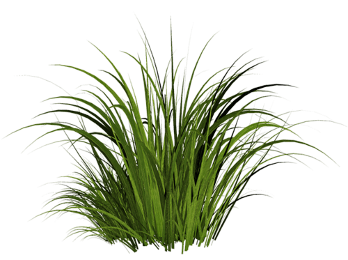 Grass Png Image Green Picture PNG Image