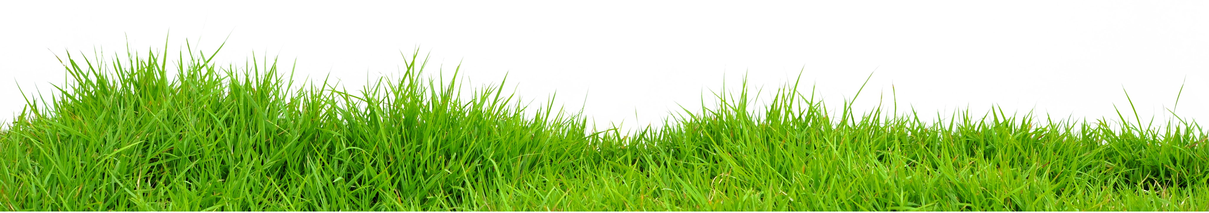 Grass Png Images PNG Image