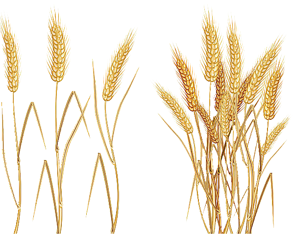 Avena Einkorn Common Cereal Wheat Ear PNG Image