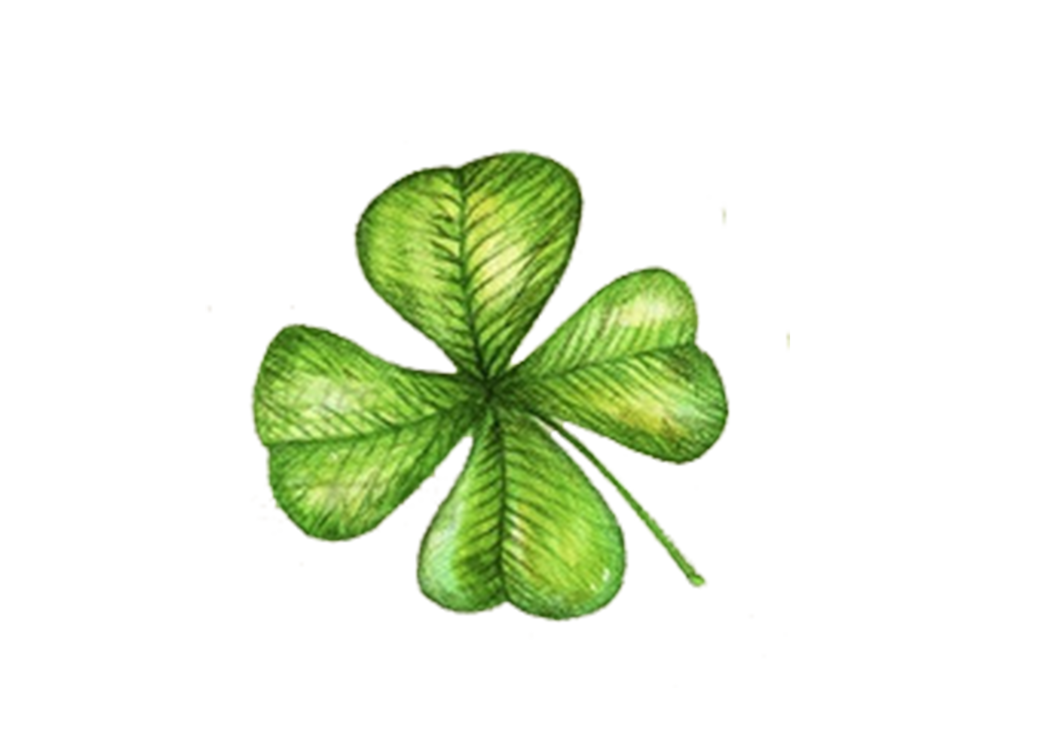 Shamrock Clover Leaf Fourleaf PNG Image High Quality PNG Image