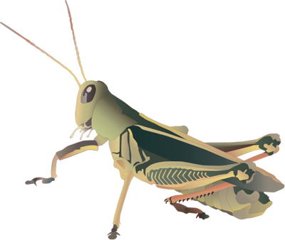 Grasshopper Picture PNG Image