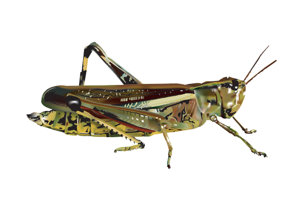 Grasshopper Image PNG Image