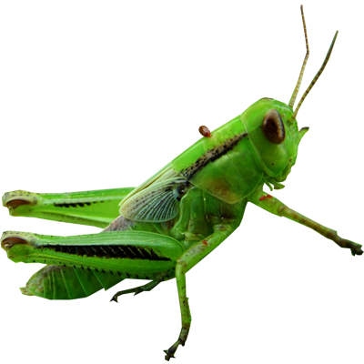 Grasshopper Transparent PNG Image
