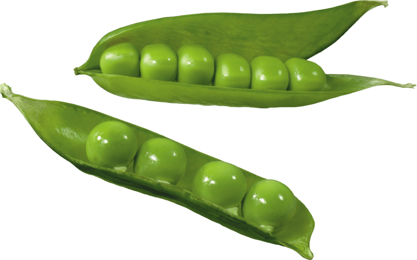 Green Organic Pea Download Free Image PNG Image