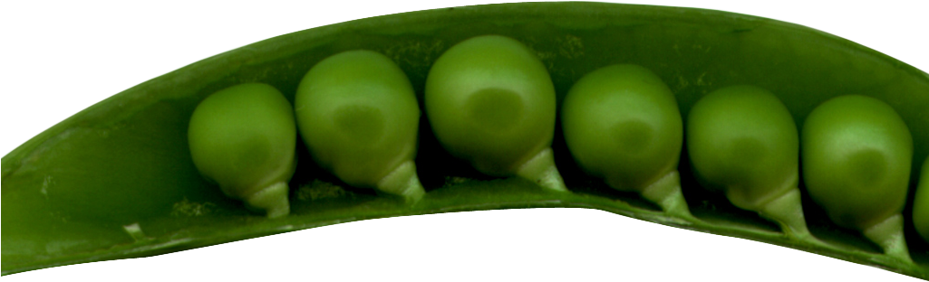 Green Organic Pea Free Photo PNG Image
