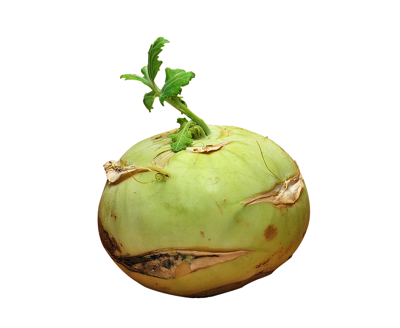 Kohlrabi HD Image Free PNG Image