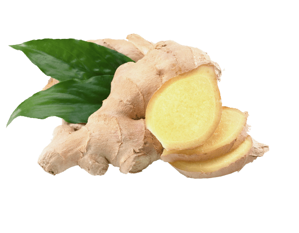 Fresh Galangal PNG Image High Quality PNG Image