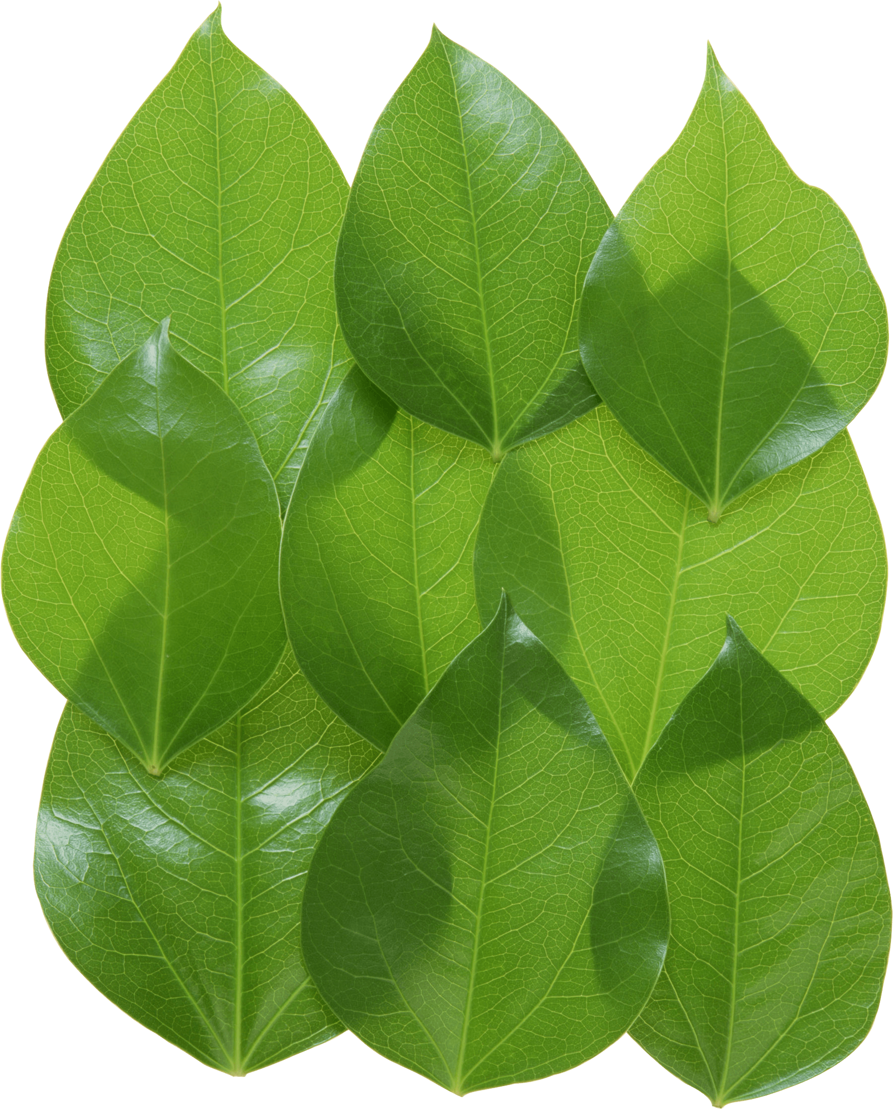 Green Leaves Picture Png PNG Image