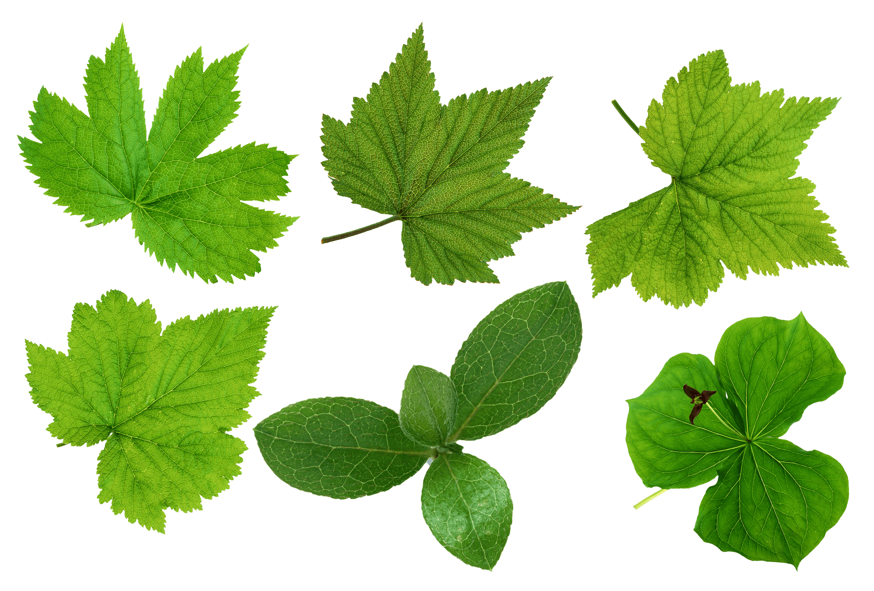 Green Leaves Picture Png PNG Image