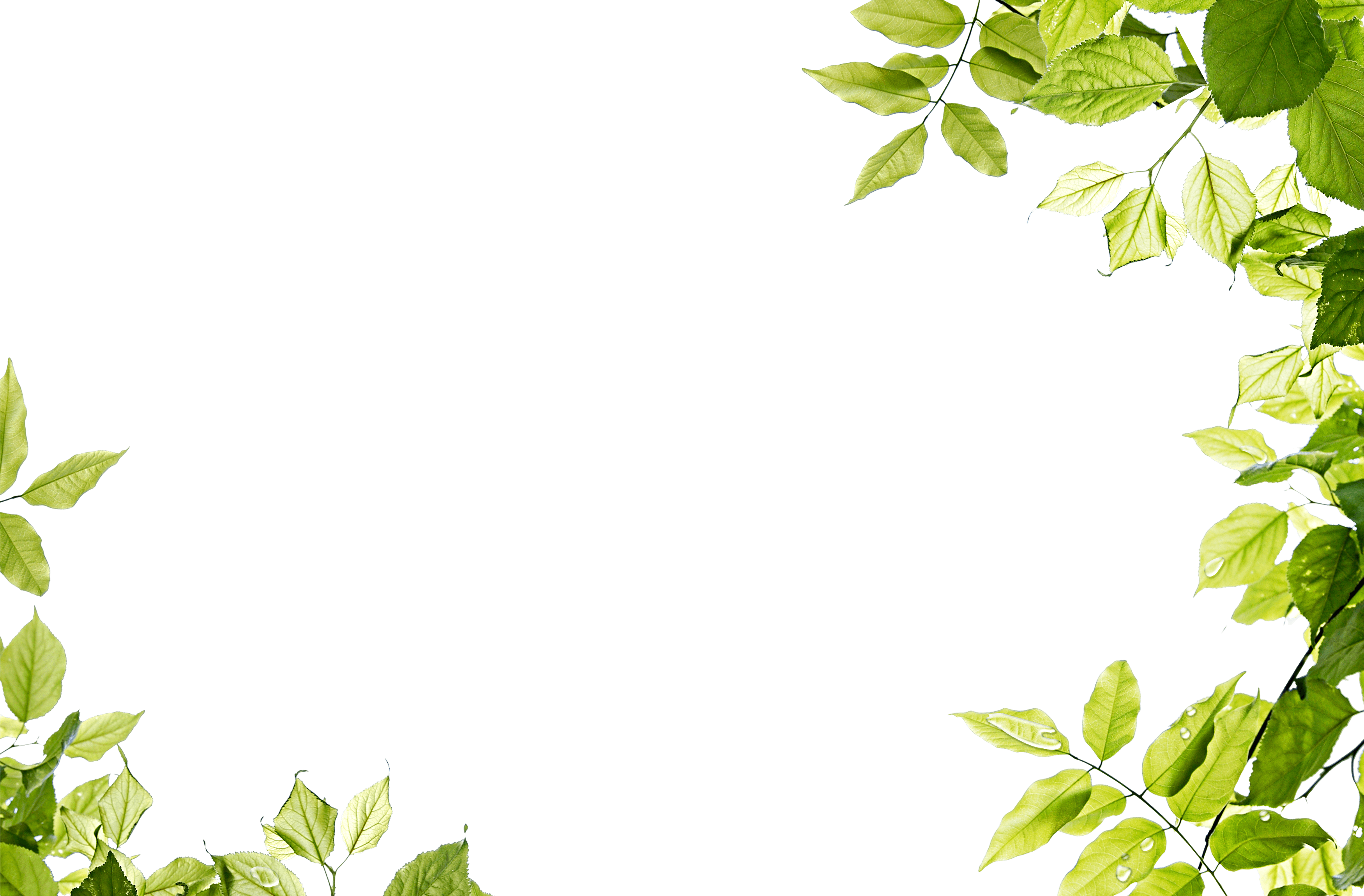 Green Leaves Frame Png PNG Image