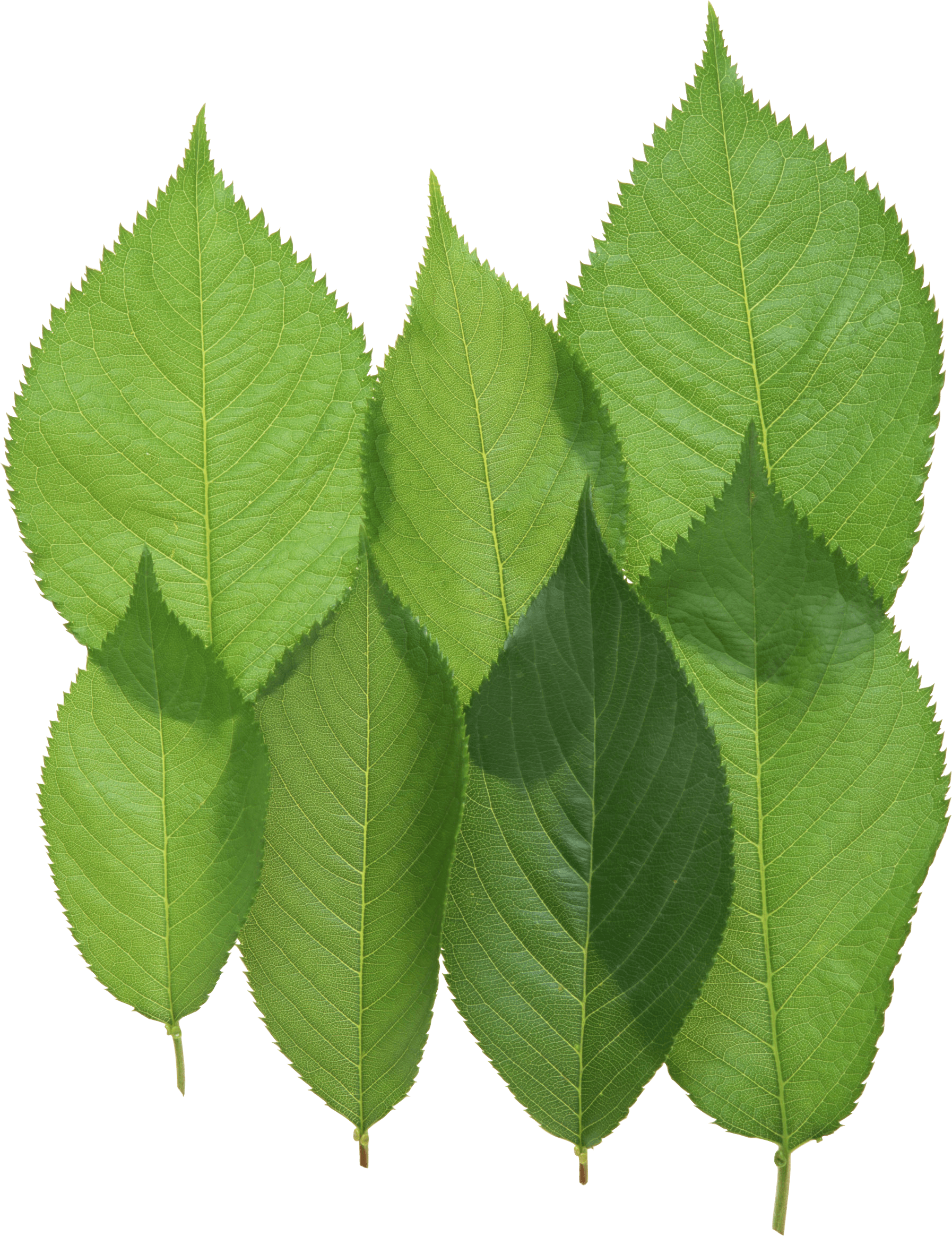 Green Leaf Png PNG Image