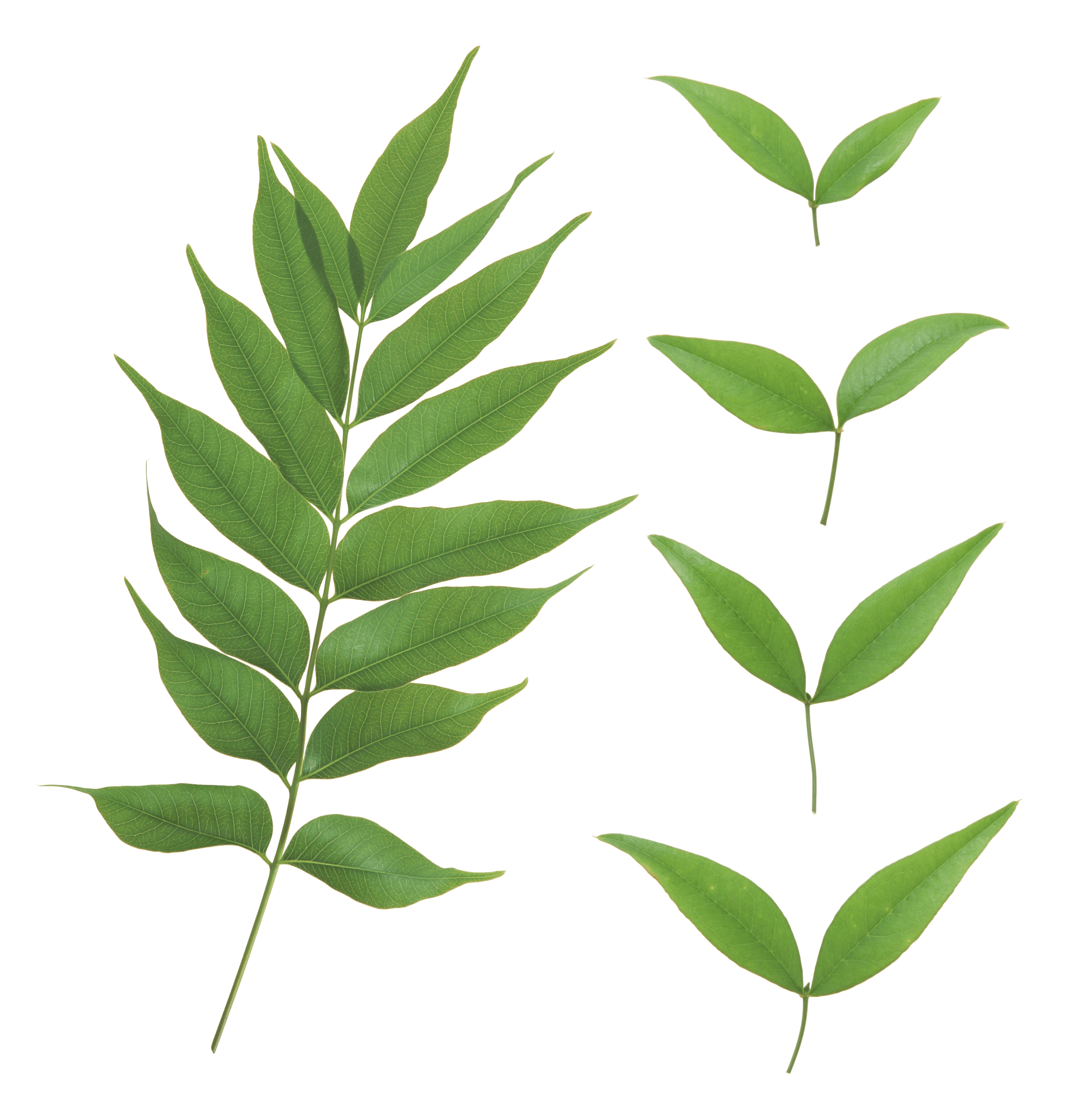 Green Leaf Png PNG Image