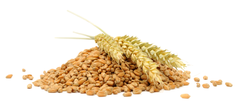 Grain PNG File HD PNG Image