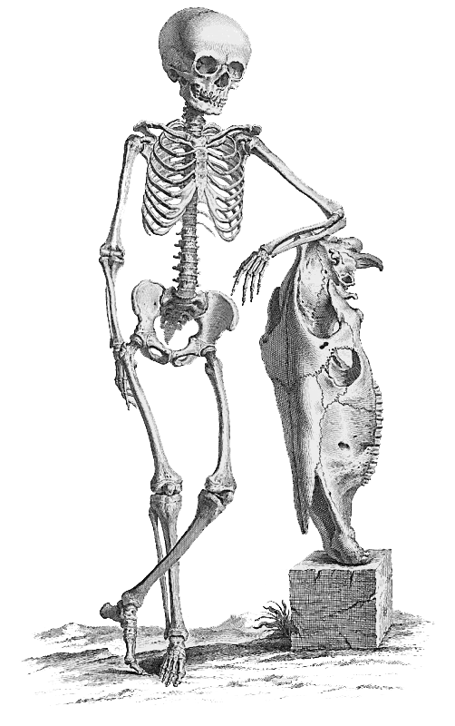 Halloween Skeleton File PNG Image
