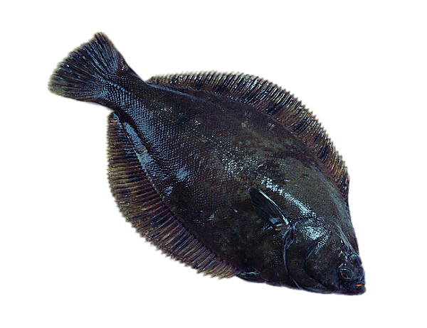 Plaice Bony Tilapia Seafood Fish European PNG Image