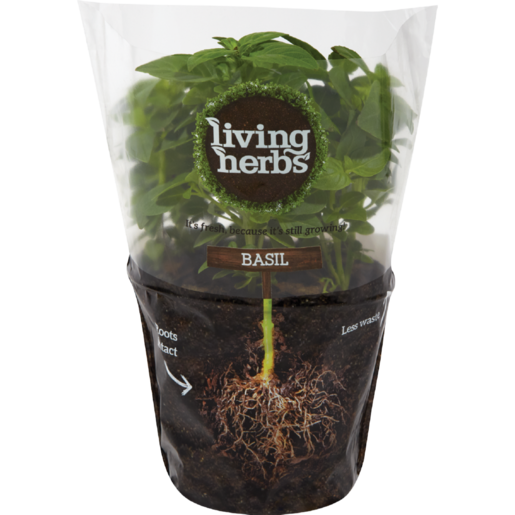 Basil Living Pot Leaf Herbs PNG Image