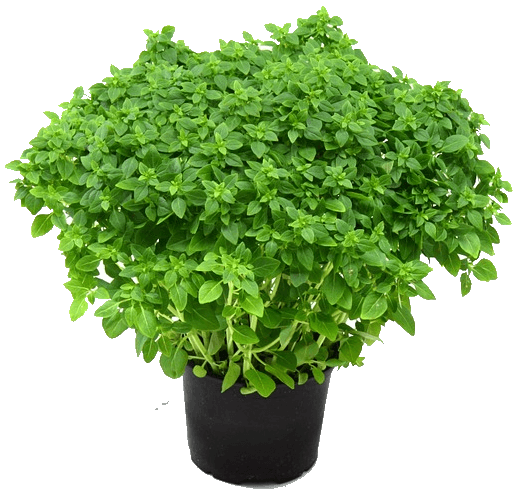 Herbs Free Clipart HD PNG Image