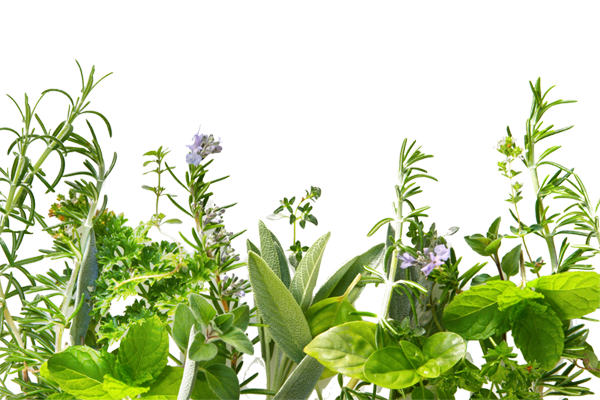 Herbs Download Free Image PNG Image