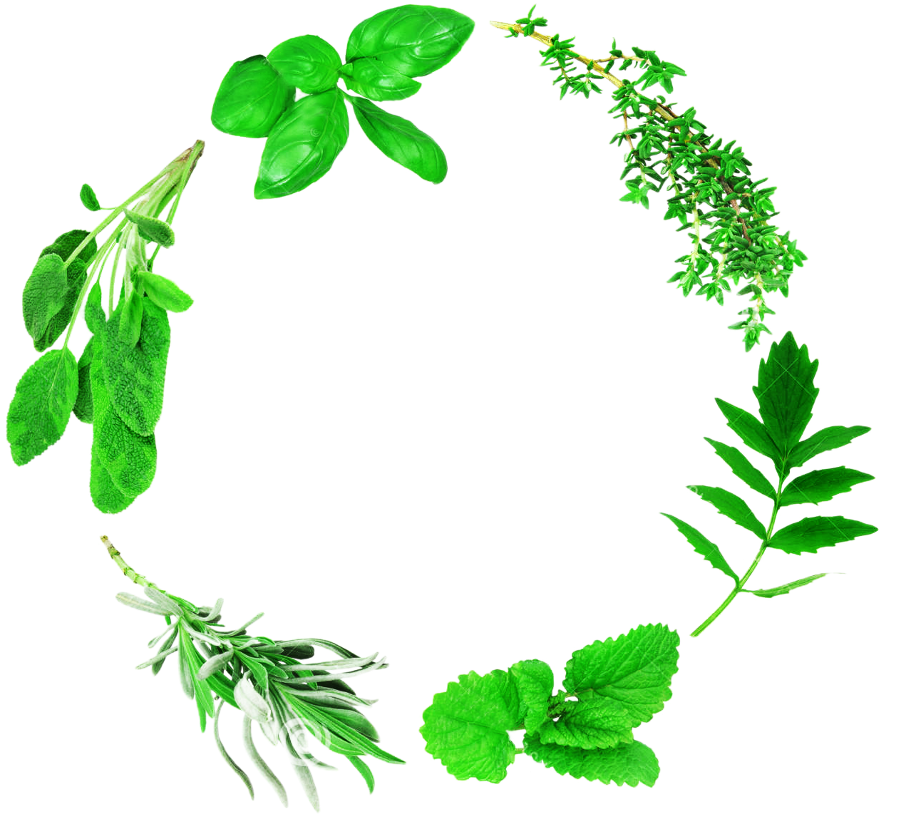 Herbs Leaf Free Clipart HQ PNG Image