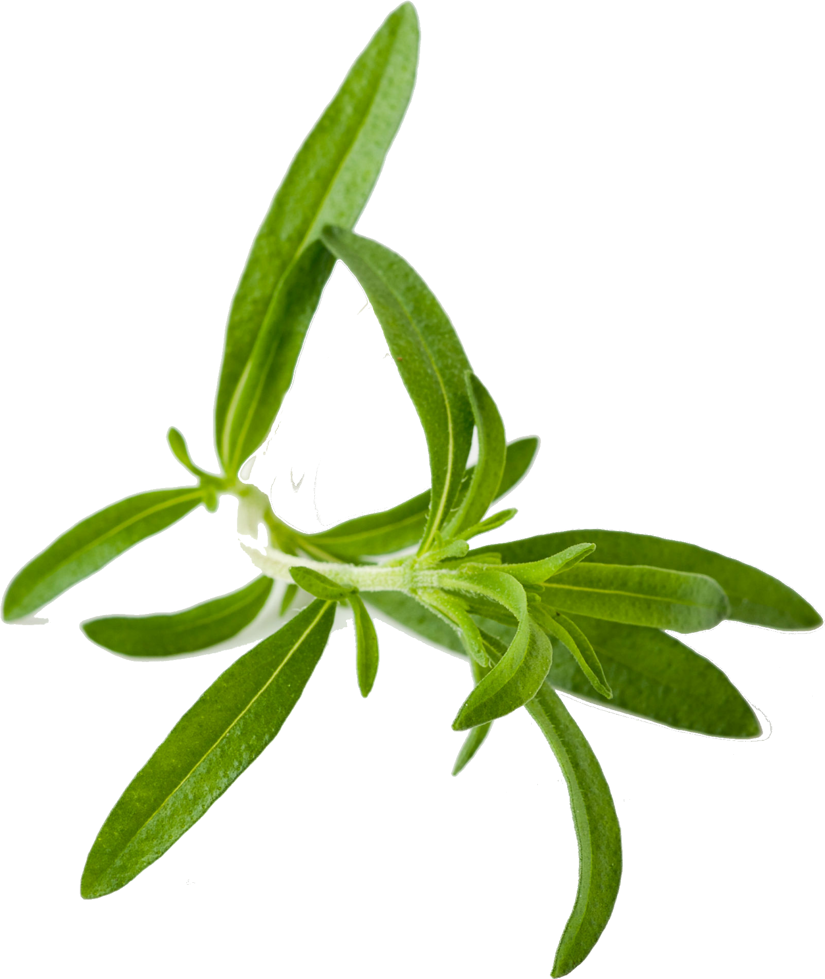 Herbs Leaf Photos Free Transparent Image HD Transparent PNG Image