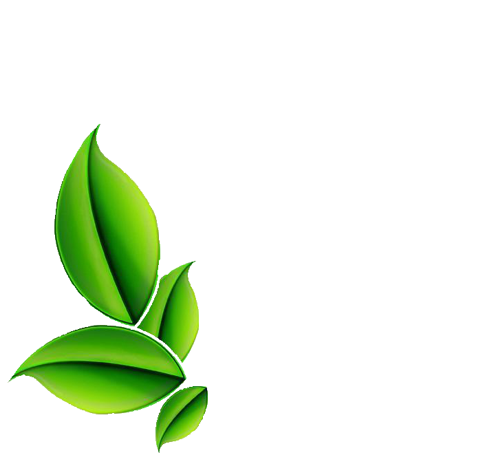 Herbs Leaf Free Clipart HQ PNG Image