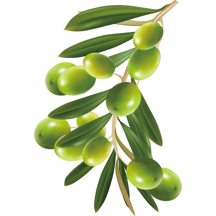 Herbs Leaf Free Clipart HQ PNG Image