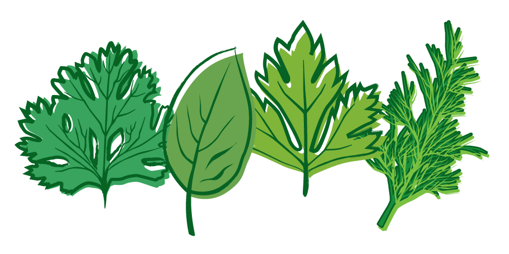 Herbs Picture PNG Image