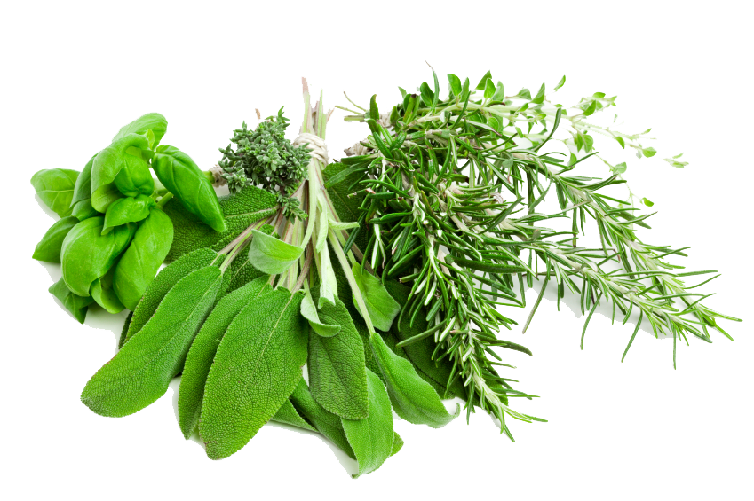 Herbs PNG Image