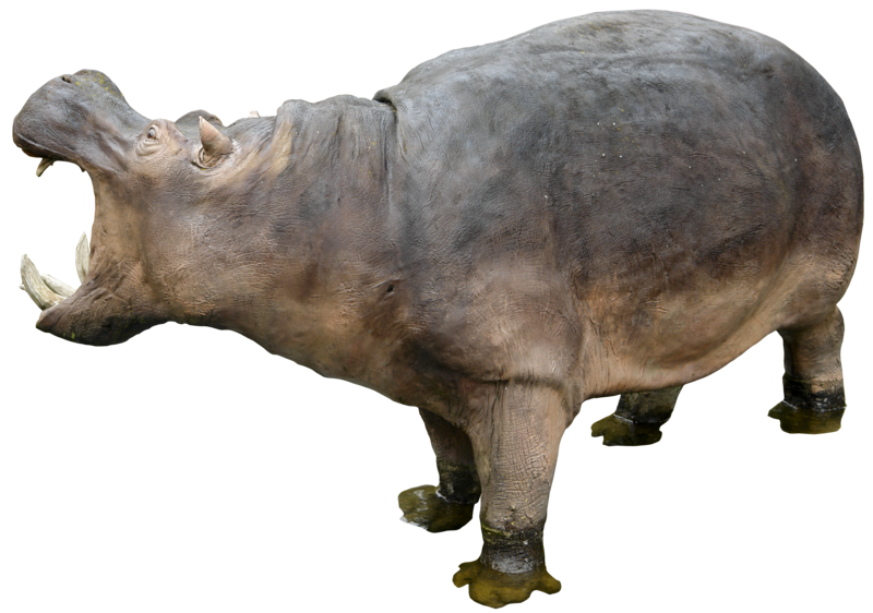 Hippo Grey Photos Free Download Image PNG Image