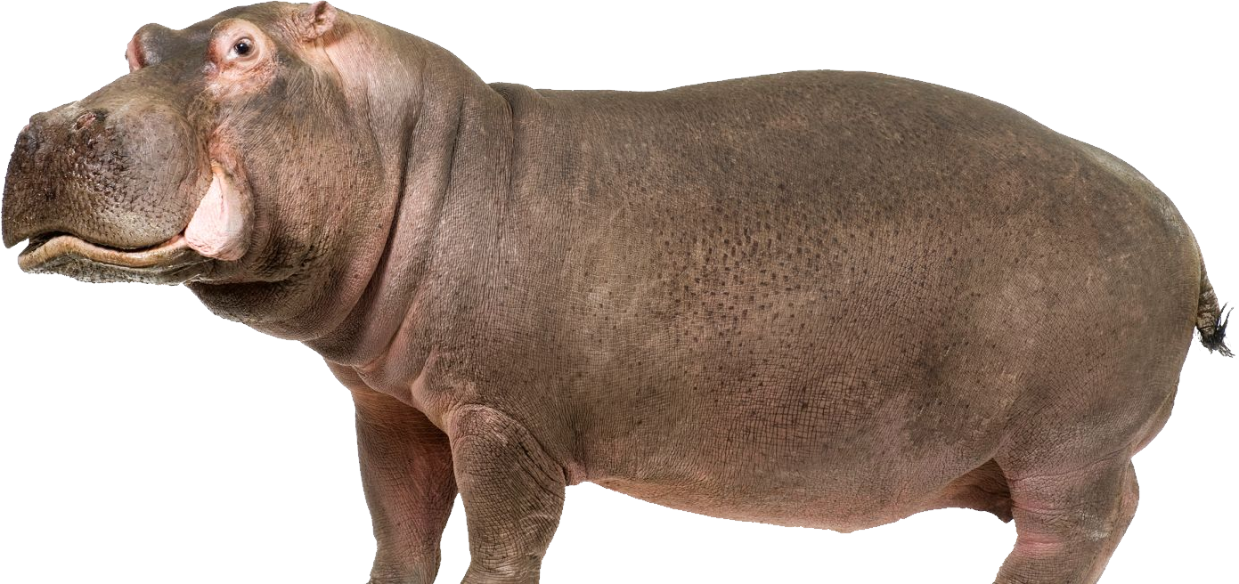 Wild Hippo HD Image Free PNG Image