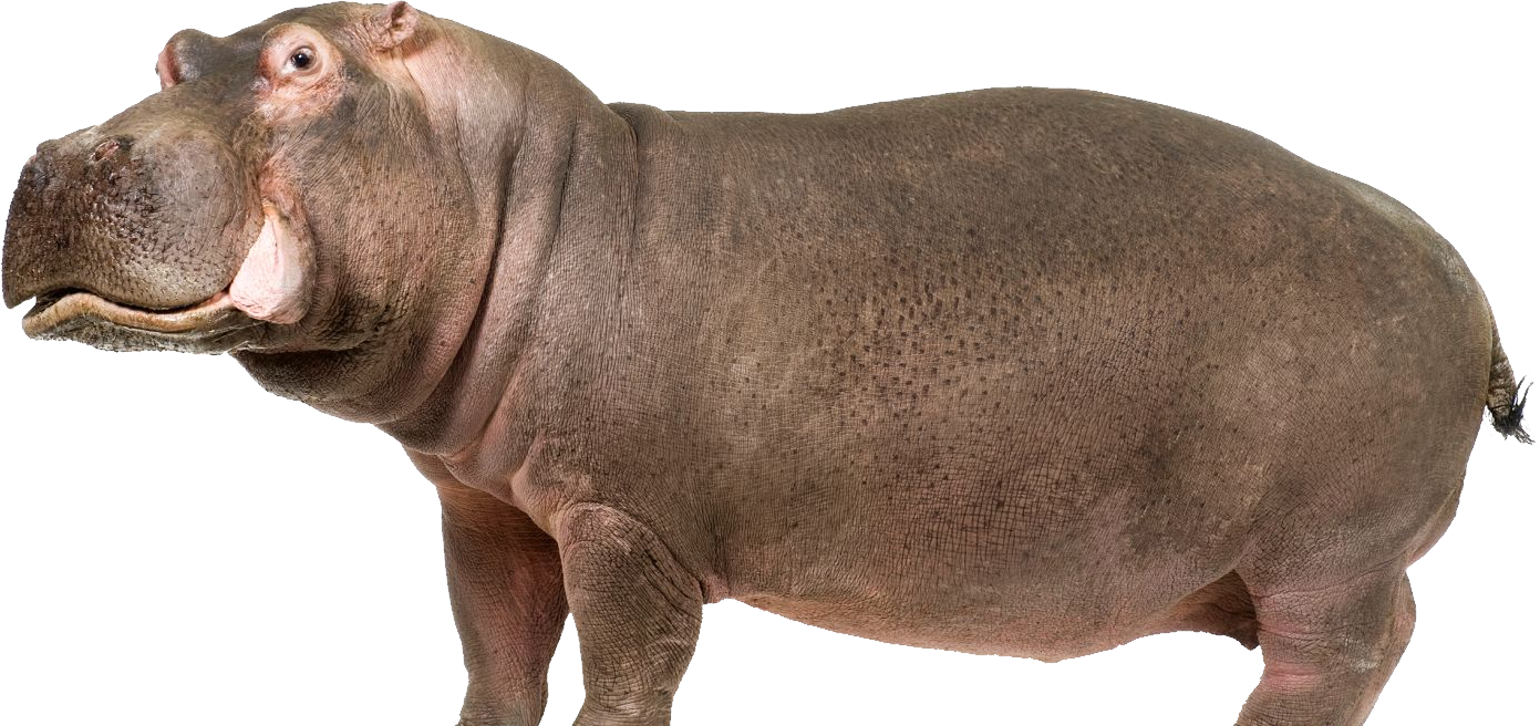 Wild Hippo HD Image Free Transparent PNG Image