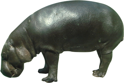 Wild Hippo PNG Image High Quality PNG Image