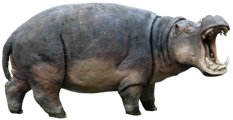 Hippopotamus Png Picture PNG Image