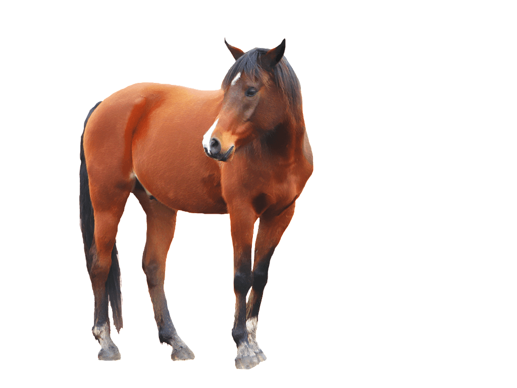 Horse Png Image PNG Image