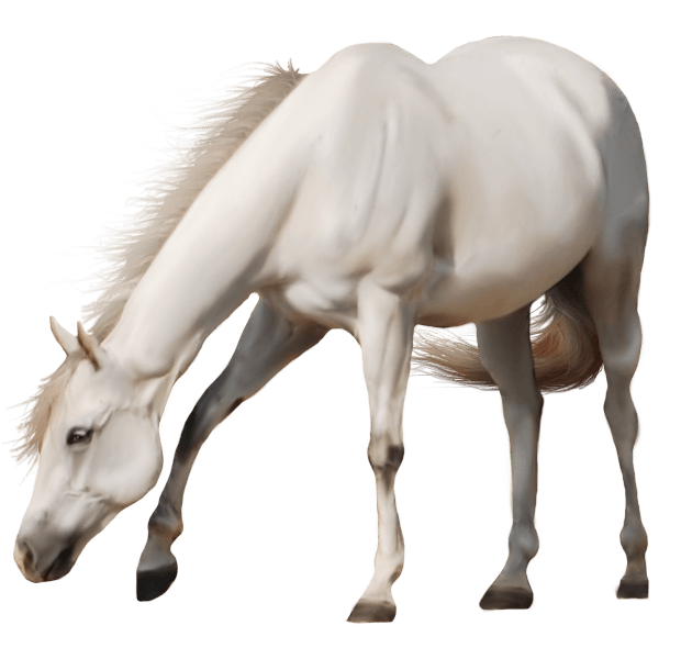 Brown Horse Png Image Download Picture Transparent Background PNG Image