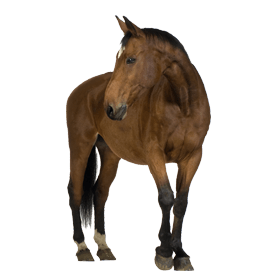 Clipart Brown Horse Png Image Download Picture Transparent Background PNG Image