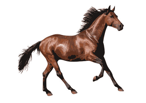 Brown Horse Arabian PNG Download Free PNG Image