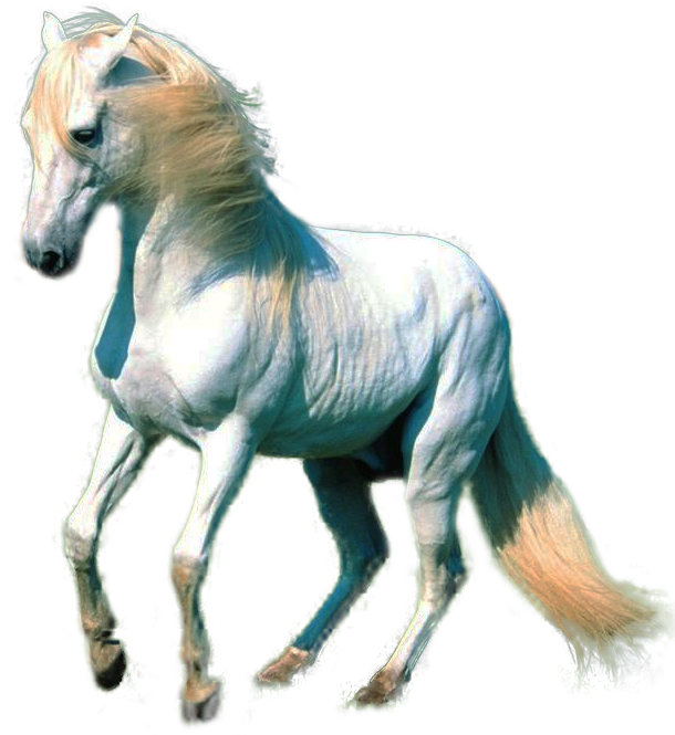 Farm Horse Arabian Free Transparent Image HQ PNG Image