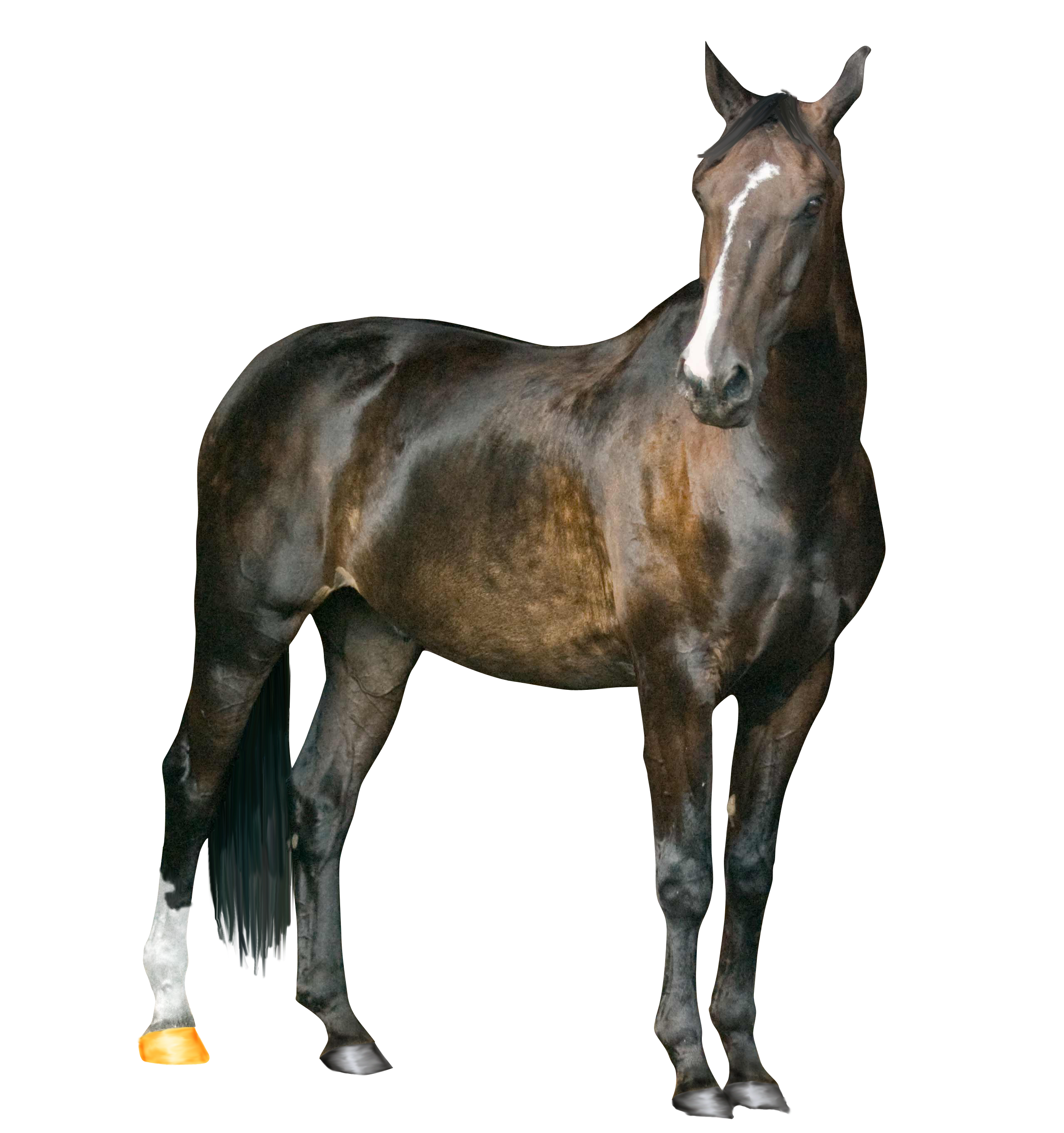 Farm Photos Horse Arabian Free Download PNG HQ PNG Image