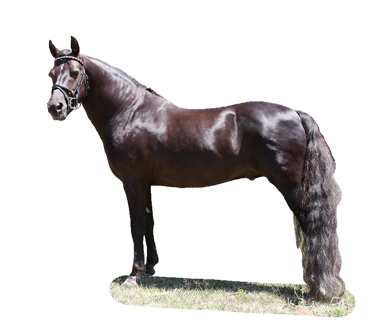 Farm Horse Morgan Free HQ Image PNG Image