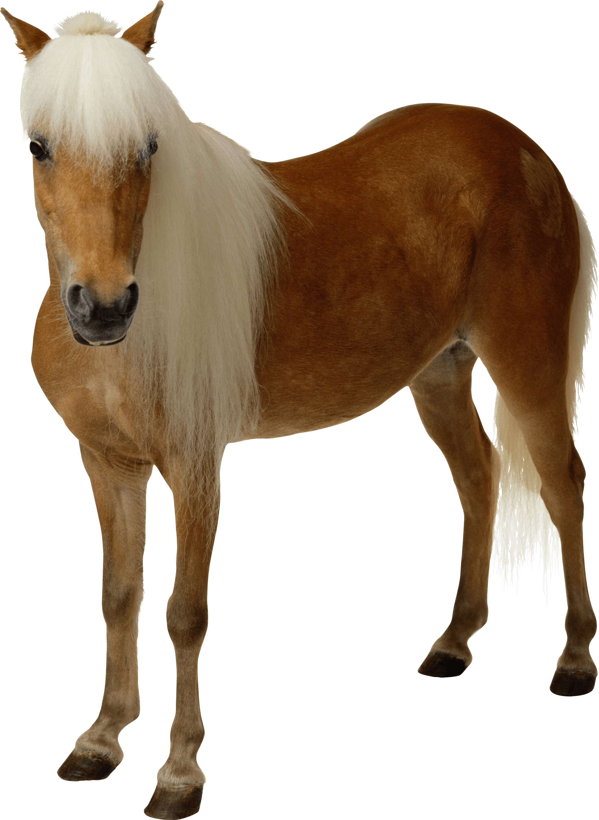 Clipart Brown Horse Png Image Download Picture Transparent Background PNG Image