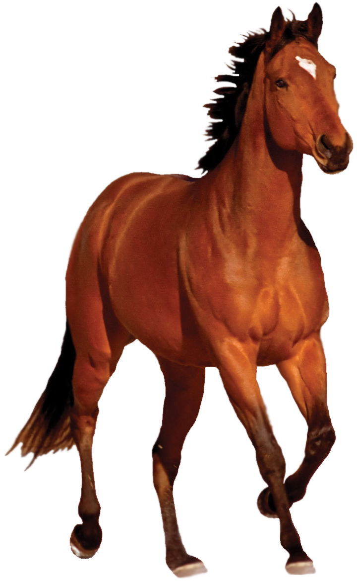 Horse Transparent Image PNG Image