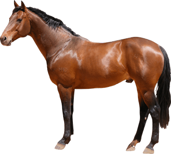 Horse Png Image PNG Image