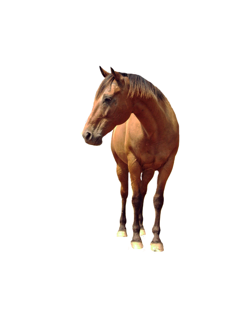 Horse Png 6 PNG Image