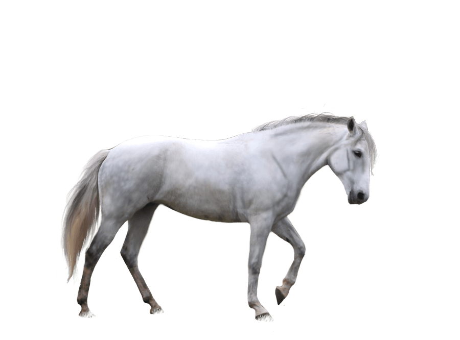 Horse Png Image Download Picture Transparent Background PNG Image